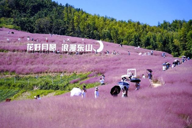 Photo taken on Sept. 26, 2021 shows tourists taking photos in a sea of pink flowers in Dongshan village, Tangxi township, Ningbo city, east China’s Zhejiang province. (Photo by Zheng Kaixia/People’s Daily Online)
