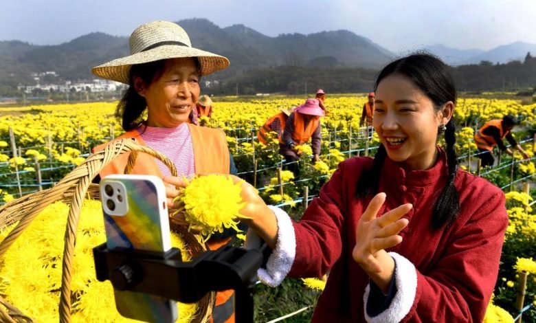 A livestreaming host livestreams farmers picking gold emperor chrysanthemum in Wenchong village, Shucheng county, Lu’an city, east China’s Anhui province, Nov. 3, 2021. (People’s Daily Online/ Chen Li)