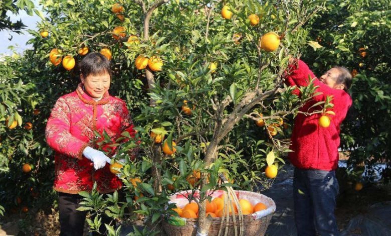 Villagers in Wangjiaqiao village, Shuitianba township, Zigui county, Yichang city, central China’s Hubei province, pick oranges in an orchard. (Photo/Jiang Hua)