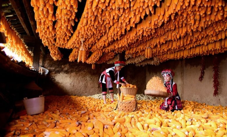 Residents of Yi ethnic group in Youzha village, Xiyi township, Mile city, southwest China’s Yunnan province, air newly harvested corn, Nov. 13, 2021. (Photo by Pu Jiayong /People’s Daily Online)